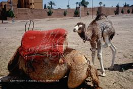 Image du Maroc Professionnelle de  Un bébé chameau joue près de sa maman sur le terrain d'El Bâb Jdid (Nouvelle Porte), cette porte, est l'accès aux quartier de l'Hivernage et de la Médina, située face à l'hotel la Mamounia. Ces animaux attendent l'arrivée de touriste pour le plaisir des prises de photo touristique à Marrakech  Samedi 20 Décembre 1986. (Photo / Abdeljalil Bounhar) 